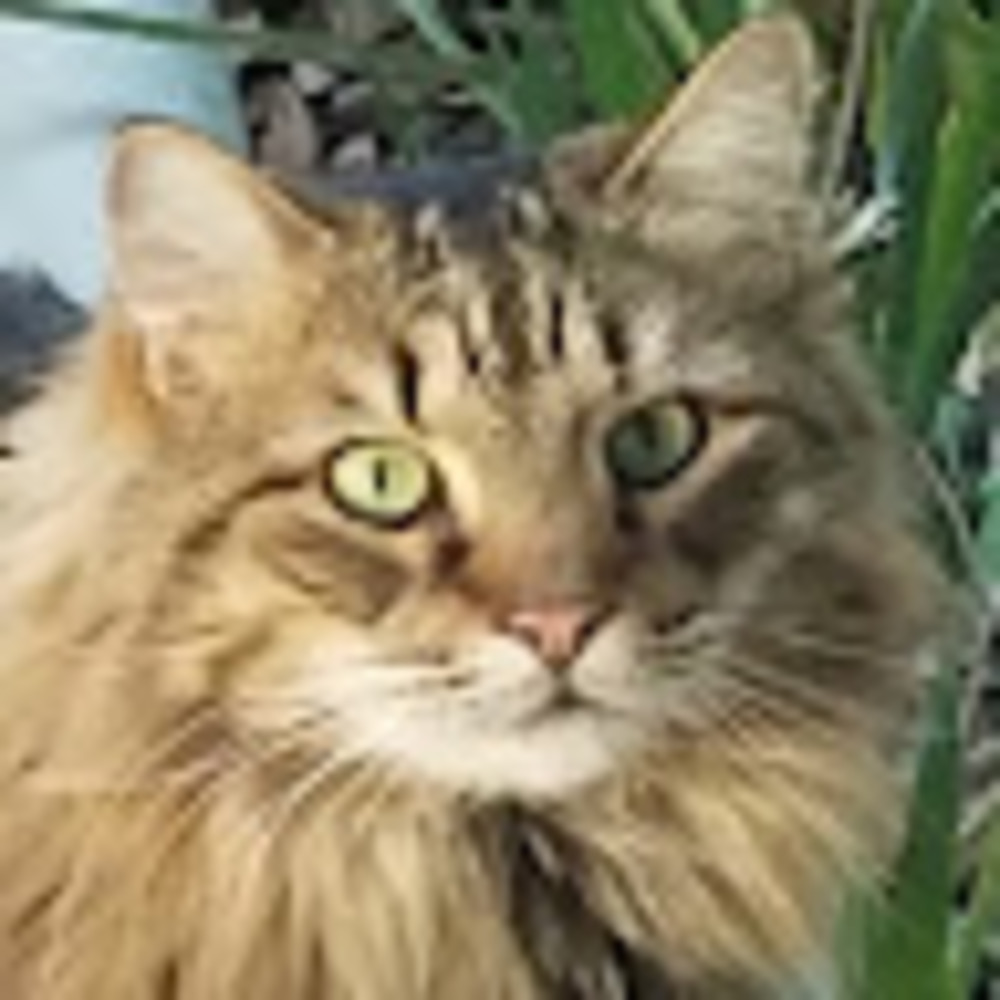 Meet your Posher, Reagan